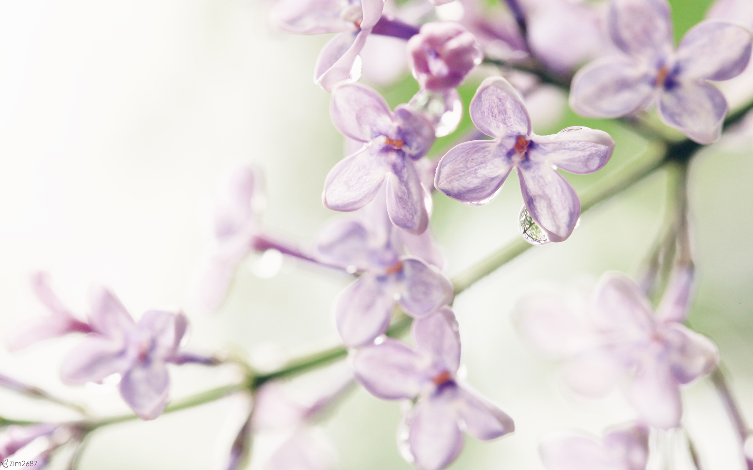Lilac Flowers4533114303 - Lilac Flowers - Welcome, Lilac, Flowers